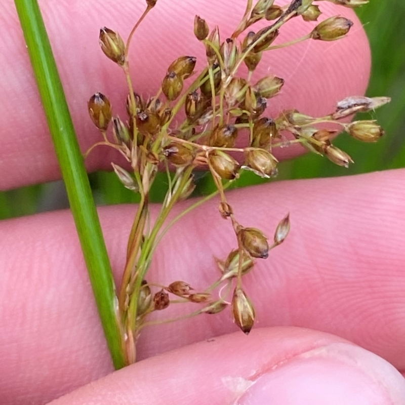 Juncus pauciflorus