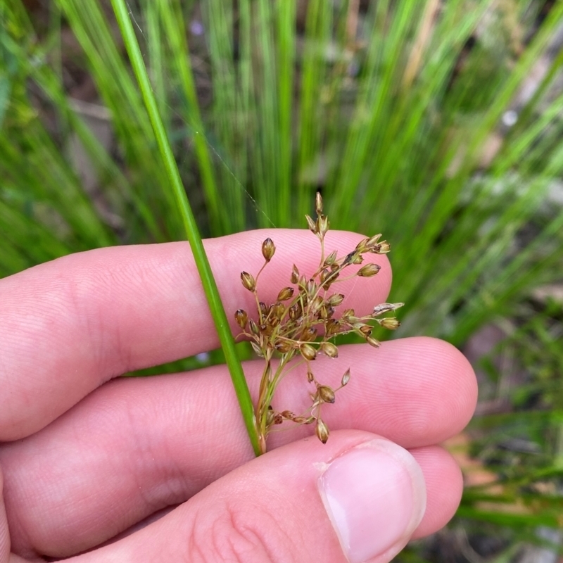 Juncus pauciflorus