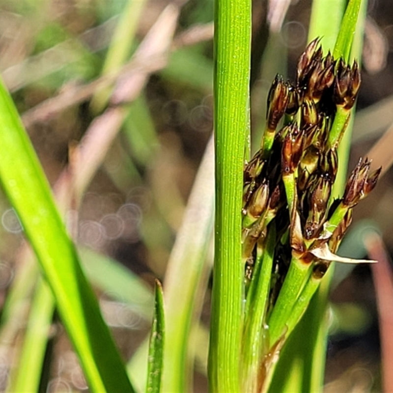 Juncus planifolius