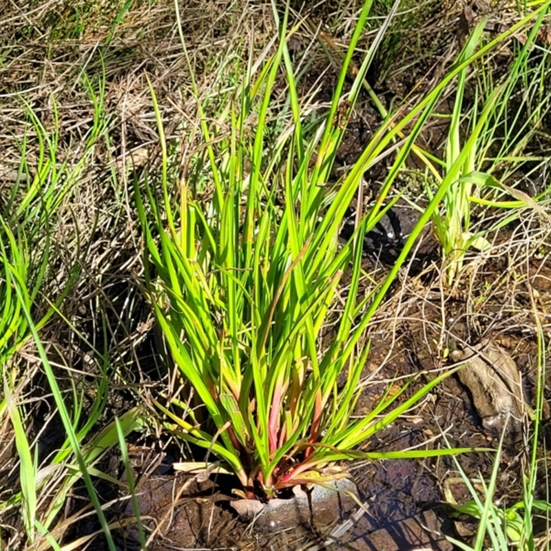 Juncus planifolius