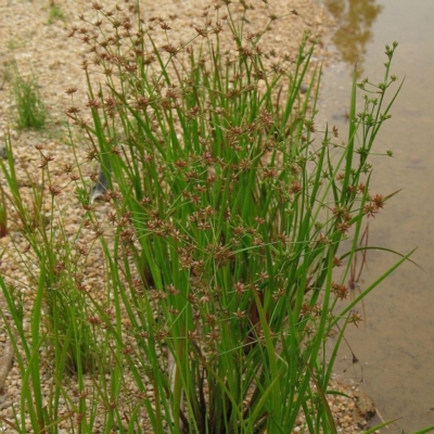 Juncus prismatocarpus