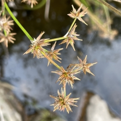 Juncus prismatocarpus