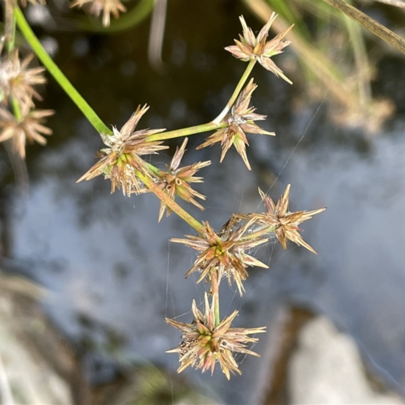 Juncus prismatocarpus