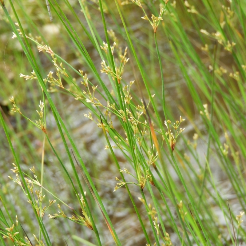 Juncus remotiflorus