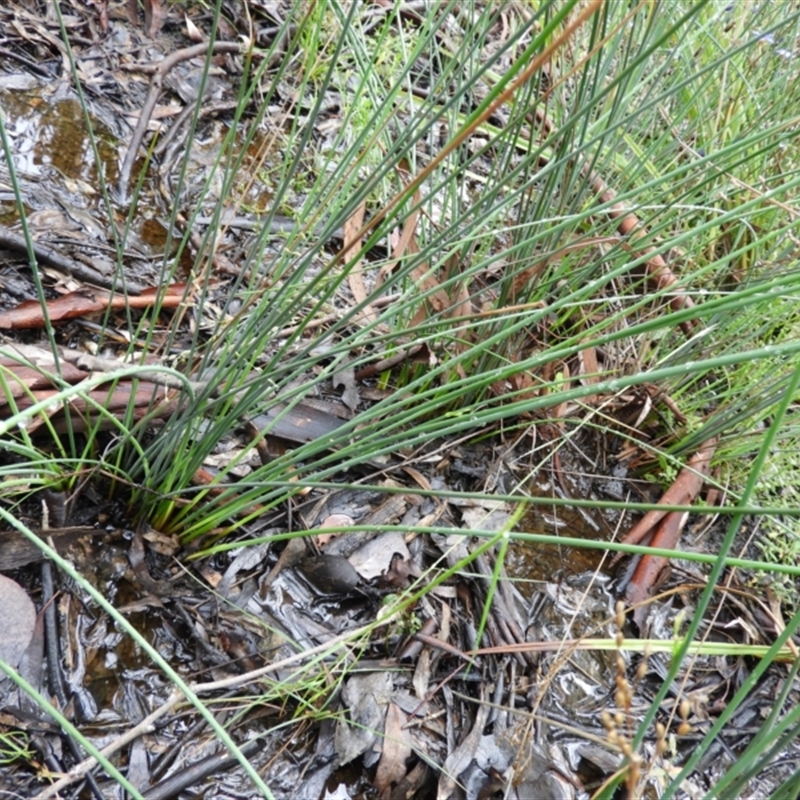 Juncus remotiflorus