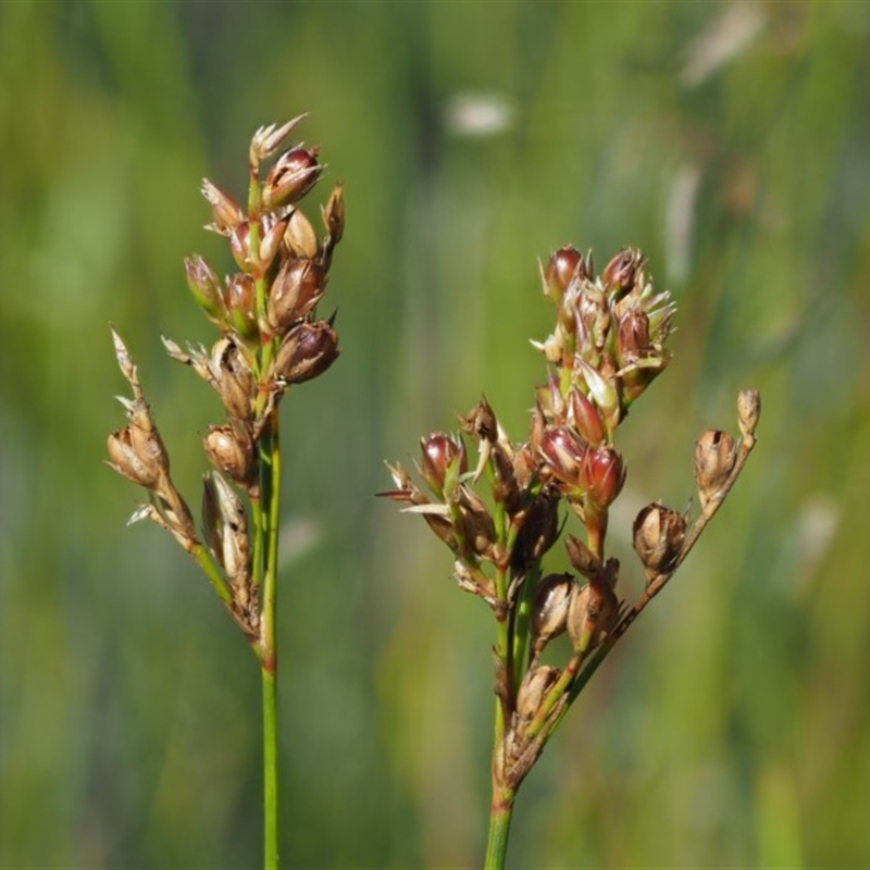 Juncus subsecundus