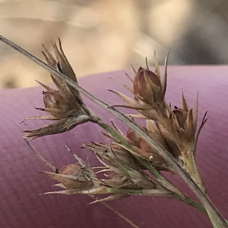 Juncus tenuis