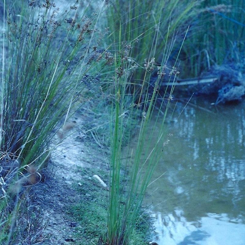 Juncus usitatus