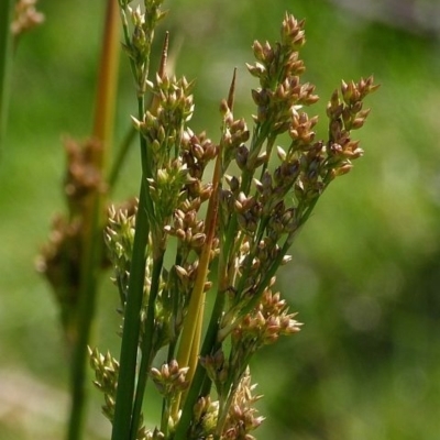 Juncus vaginatus