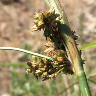 Juncus vaginatus