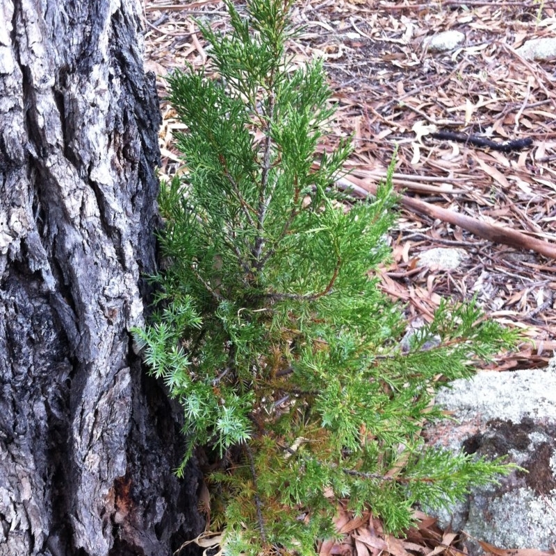 Juniperus communis