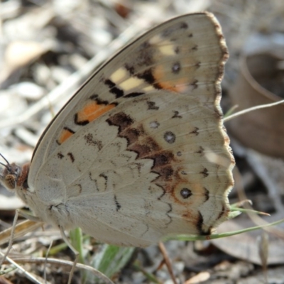 Junonia villida