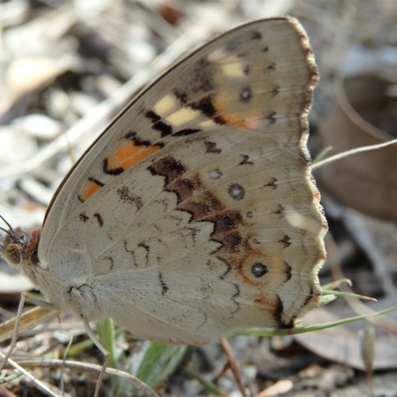 Junonia villida