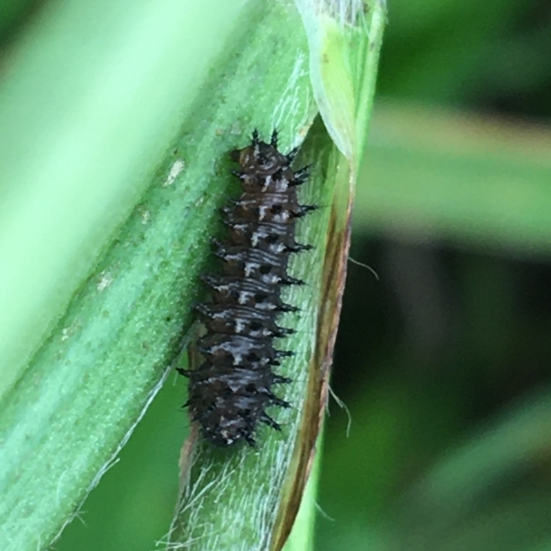 Larvae