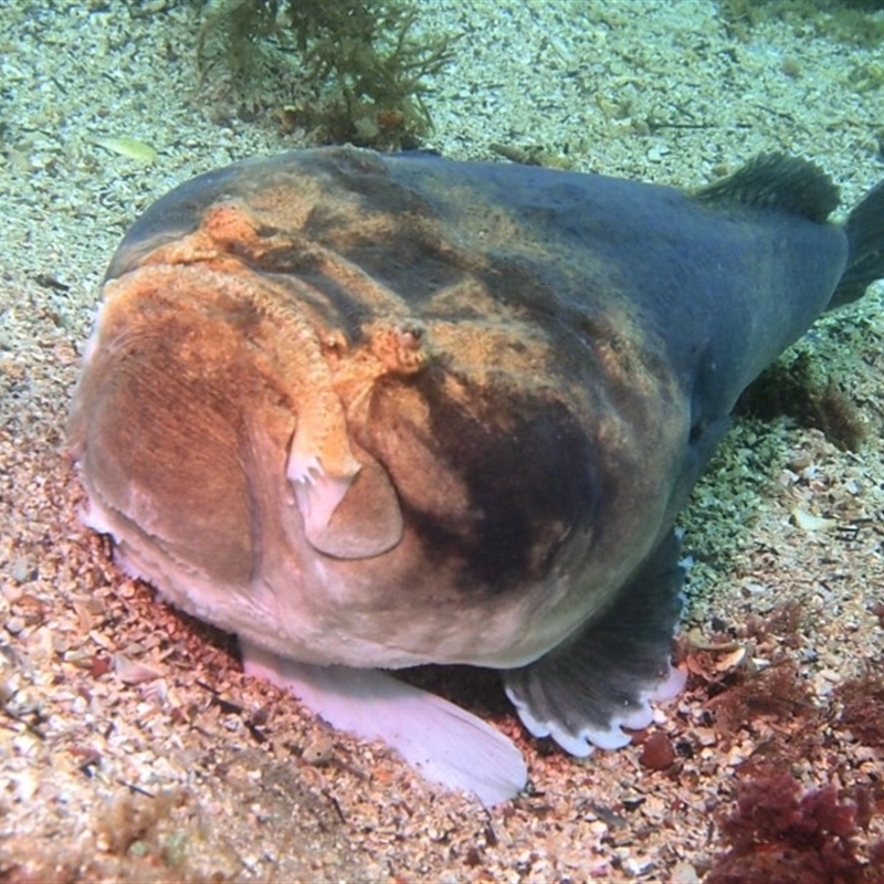 Kathetostoma laeve