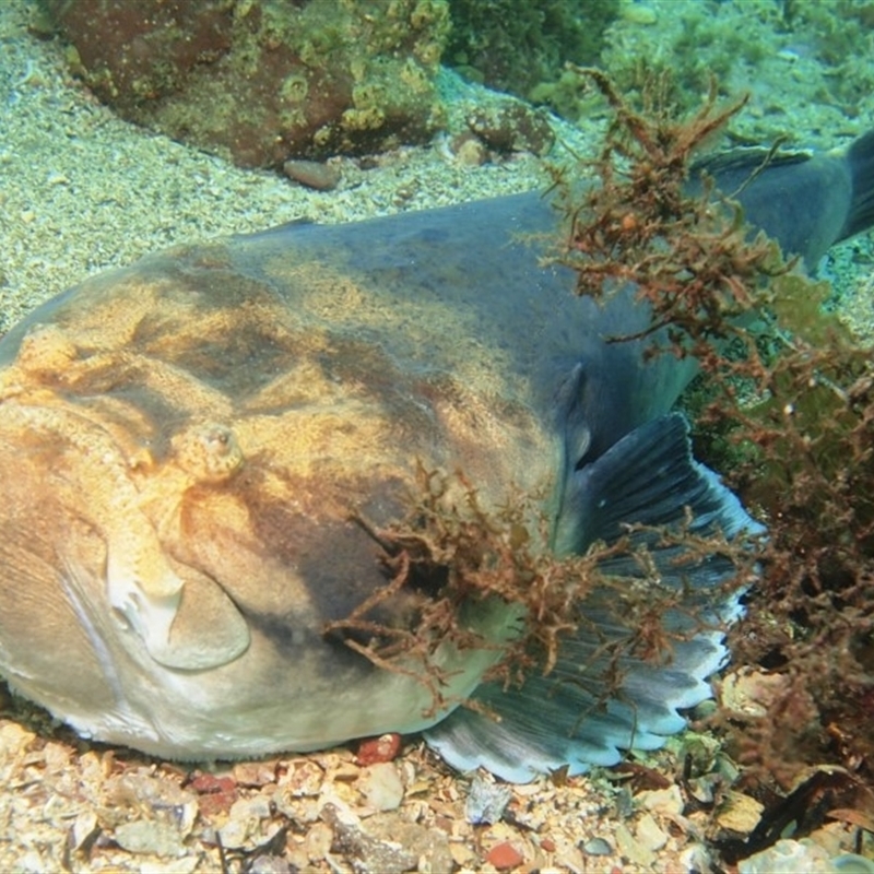 Kathetostoma laeve