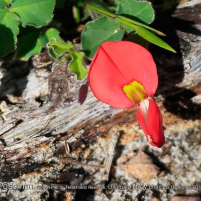 Kennedia prostrata