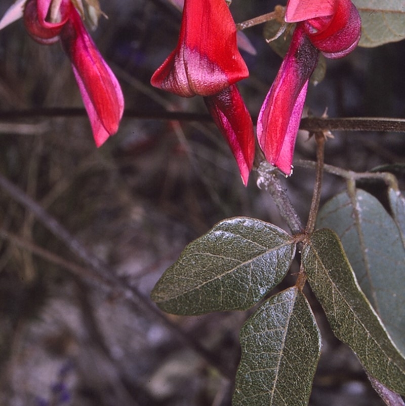 Kennedia rubicunda