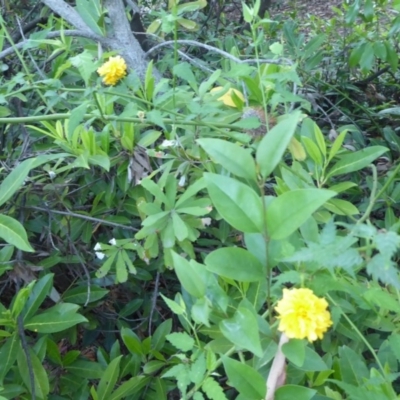 Kerria japonica