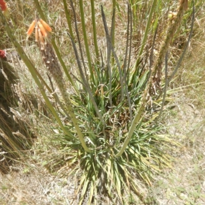 Kniphofia uvaria