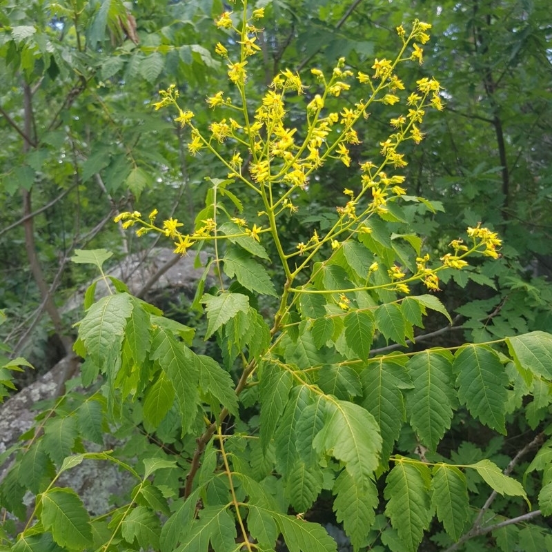 Koelreuteria paniculata