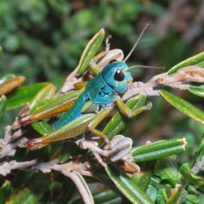 Kosciuscola tristis