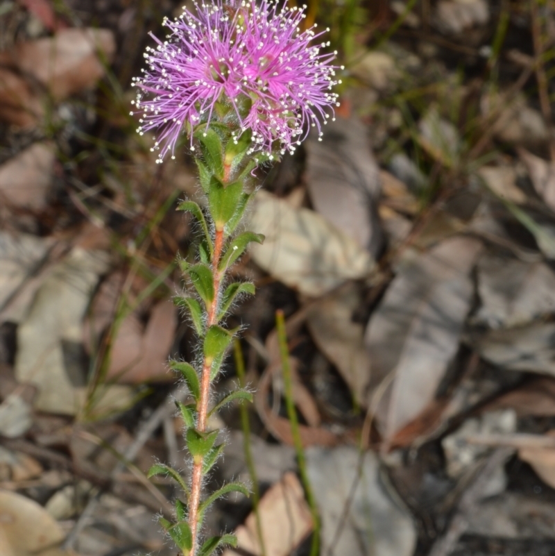 Kunzea capitata