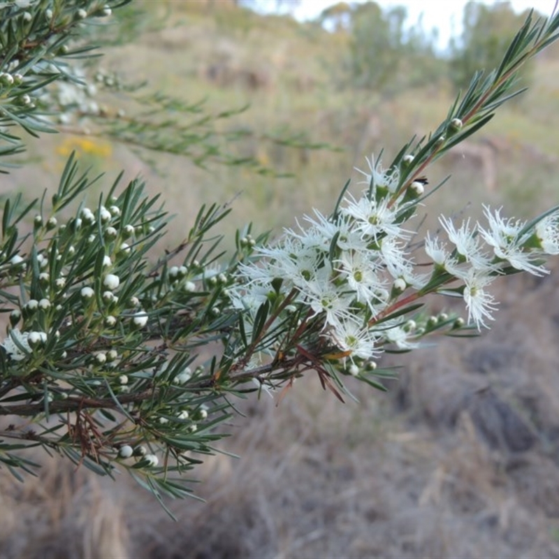 Kunzea ericoides