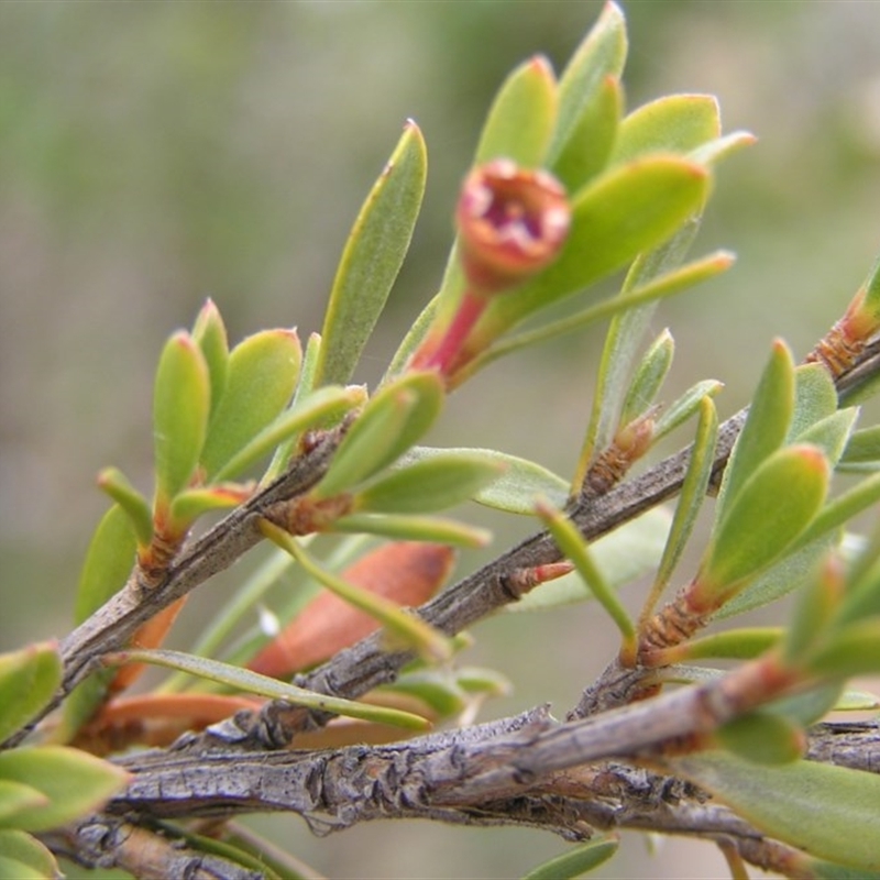 Kunzea peduncularis