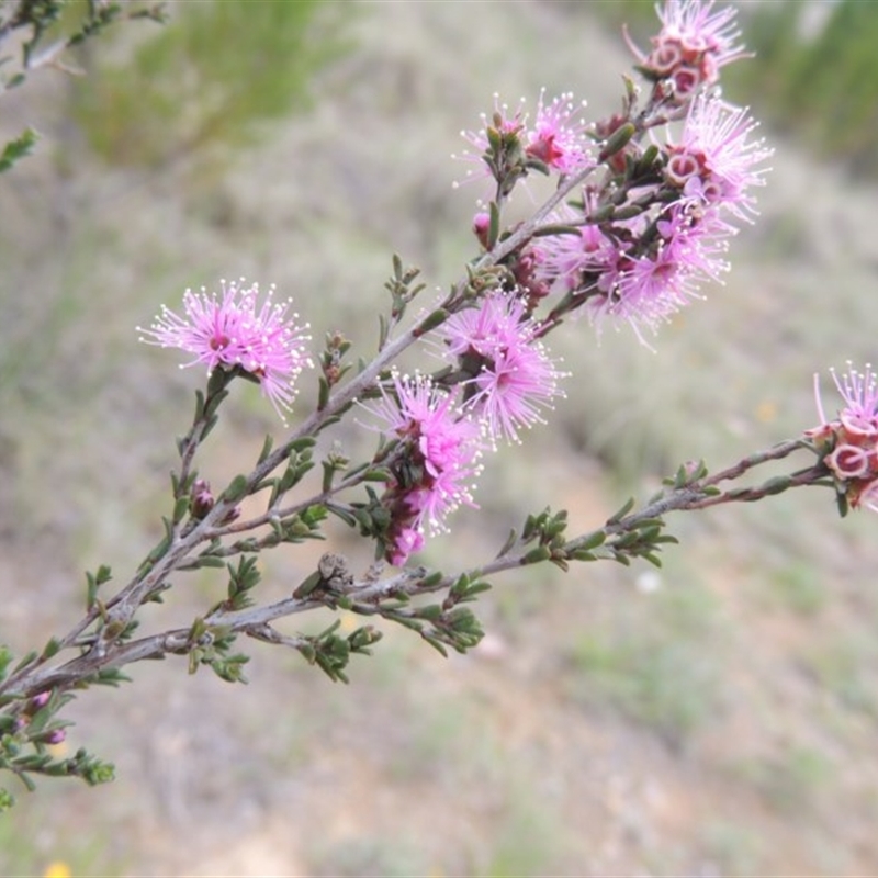 Kunzea parvifolia