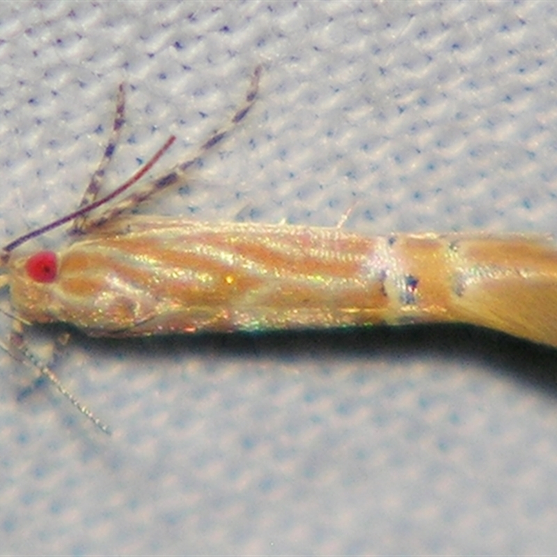 Labdia chryselectra