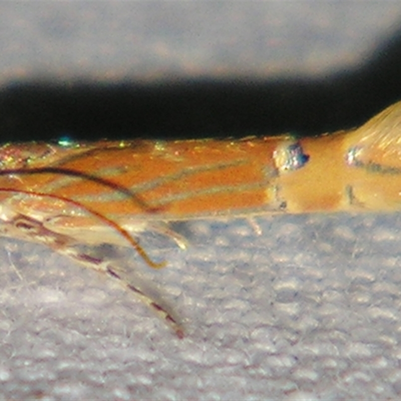 Labdia chryselectra