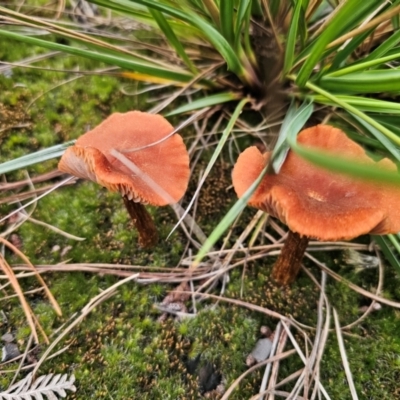 Laccaria proxima