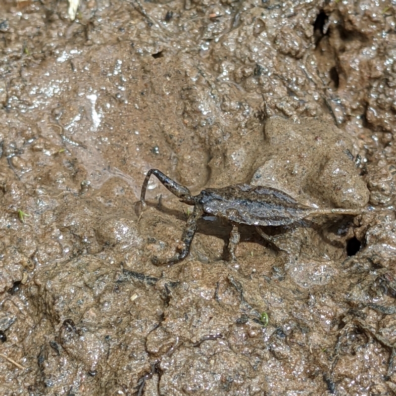 Laccotrephes tristis