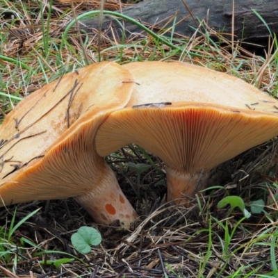 Lactarius deliciosus