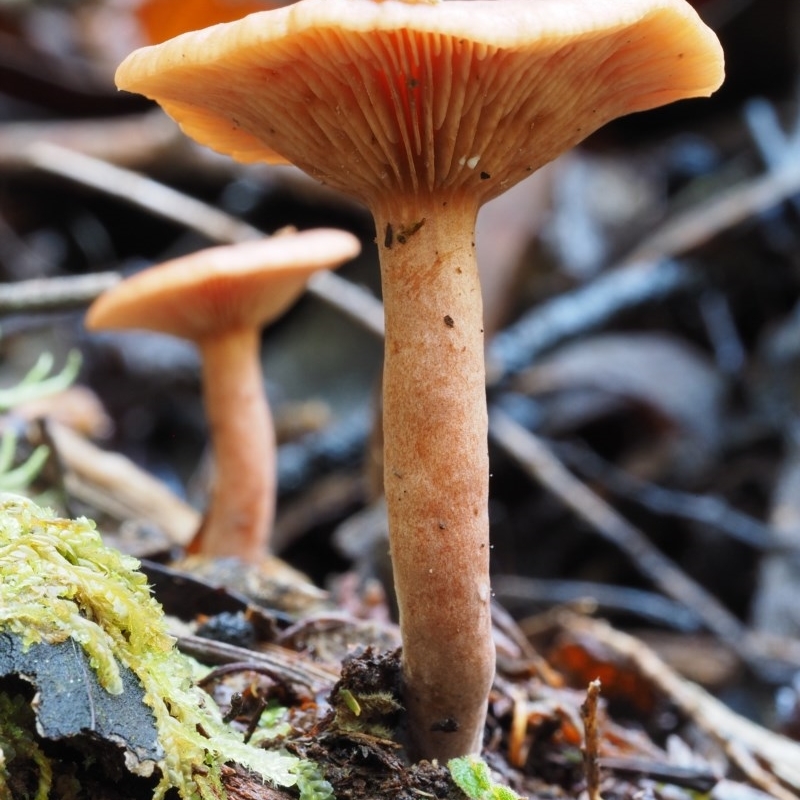 Lactarius s.l.