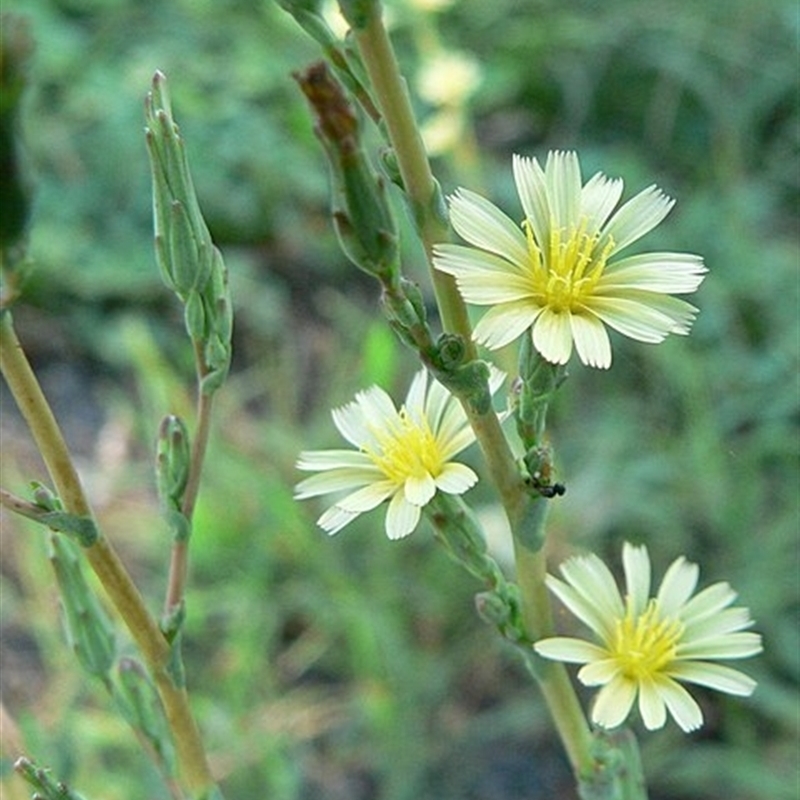 Lactuca serriola