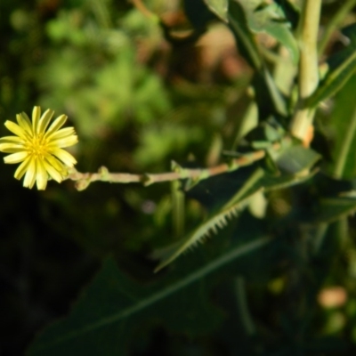 Lactuca serriola f. serriola