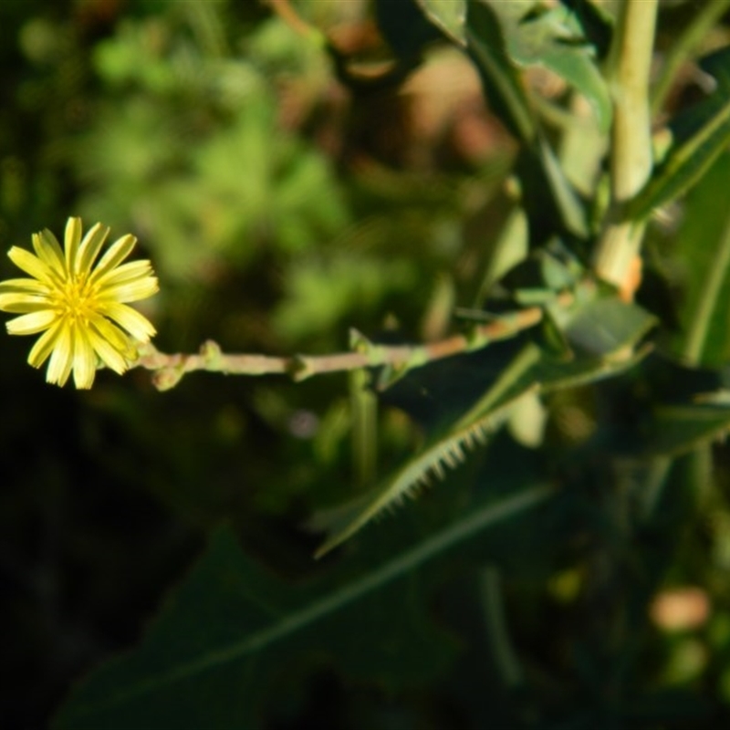 Lactuca serriola f. serriola