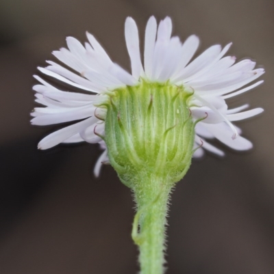 Lagenophora stipitata