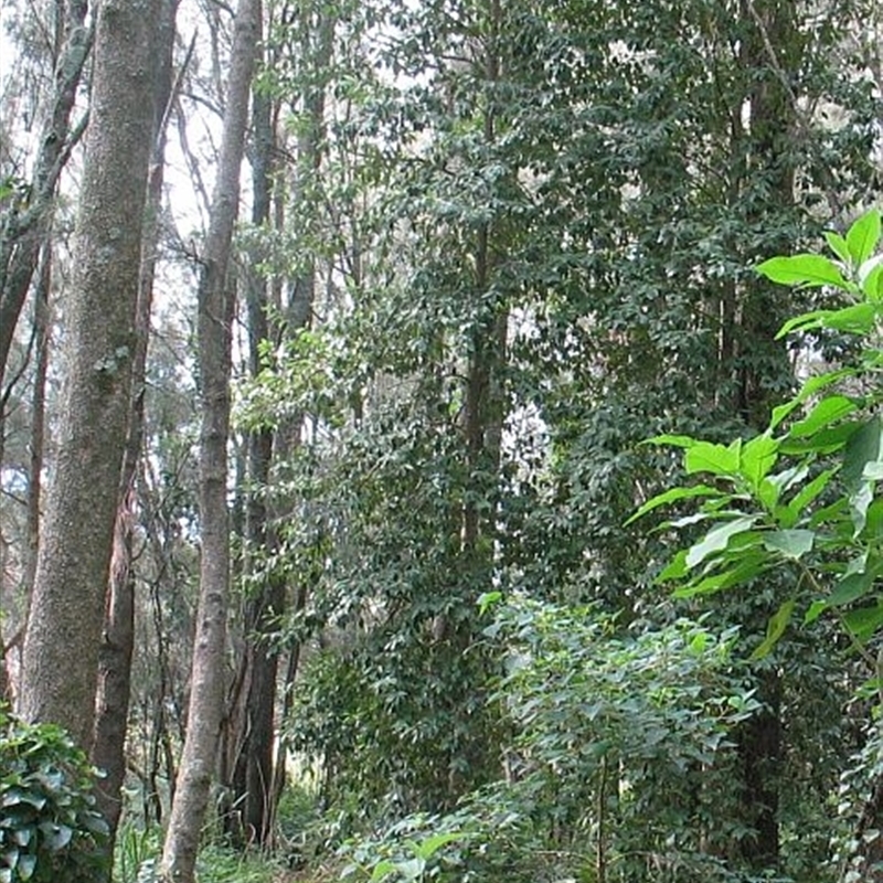 Lagunaria patersonia