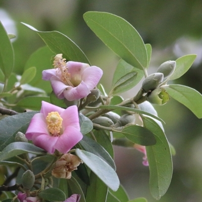 Lagunaria patersonia subsp. patersonia