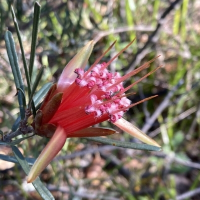 Lambertia formosa