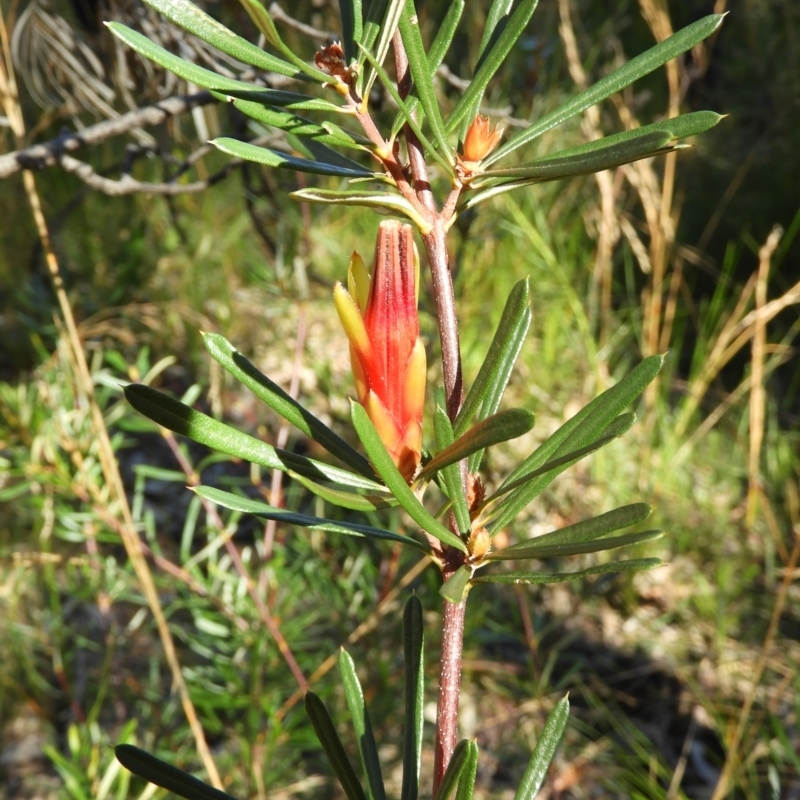 Lambertia formosa