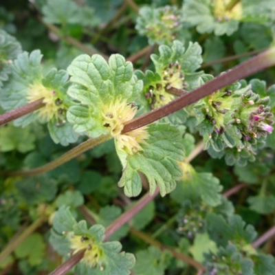 Lamium amplexicaule