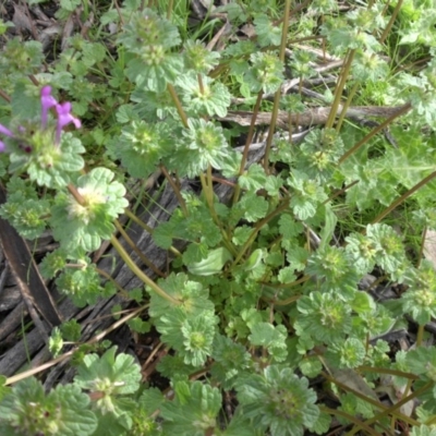 Lamium amplexicaule