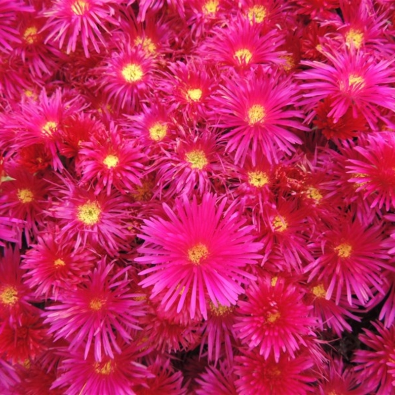 Lampranthus sp. (genus)