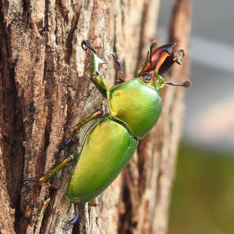 Lamprima aurata