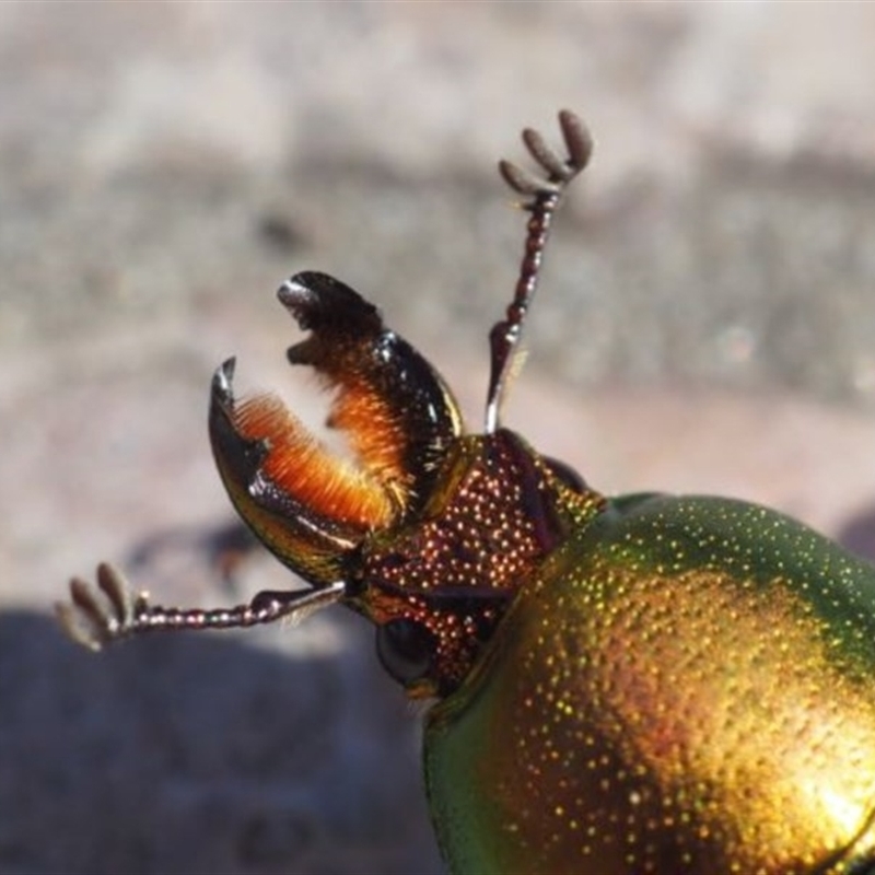 Lamprima aurata