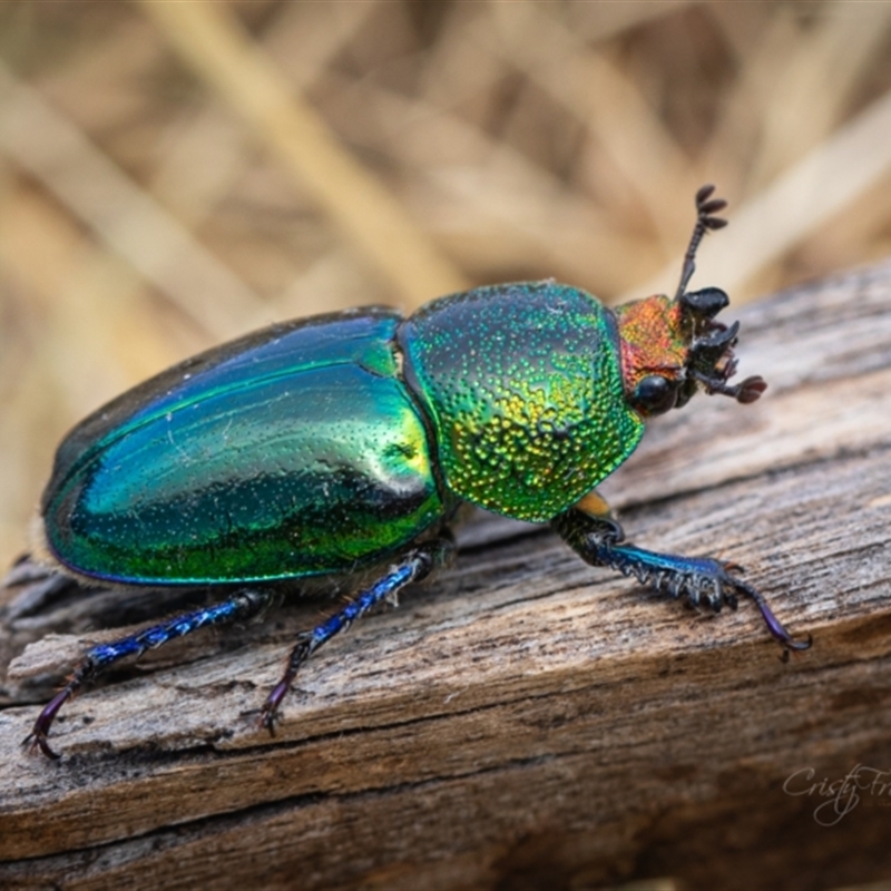 Lamprima aurata